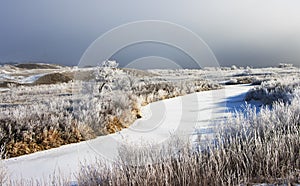 Hoar frost on prairie marsh