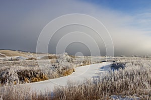 Hoar frost on prairie marsh