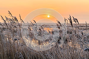 Hoar frost on reed in a winter landscape at sunset