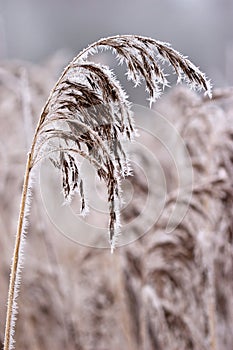 Hoar frost or soft rime on plants at a winter day