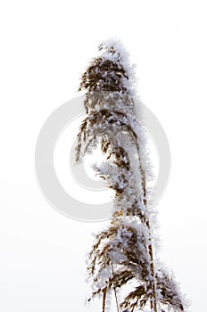 Hoar frost on tall marsh grass