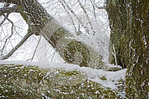 Hoar frost on tree