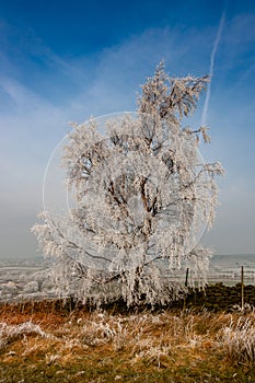 Hoar frost tree in winter