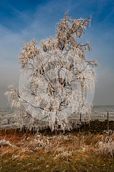 Hoar frost tree in winter conditions