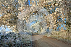 Hoar frost on trees