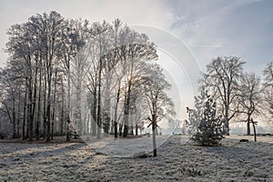 Hoar frost on trees and grass in a park on a clear winter day