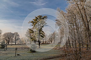 Hoar frost on trees and grass in a park on a clear winter day