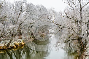 Hoar frost on trees lining the Danube near Regensburg, Germany