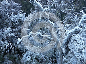 Hoar frost on trees near Glenorchy, New Zealand