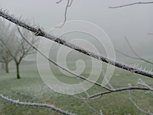 Hoar frost on twig in fog.