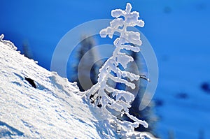 Hoar Frost Whistler Blackcomb Canada