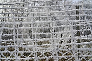 Hoar frost on a wire fence