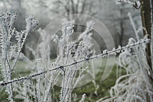 Hoar frost on a wire fence