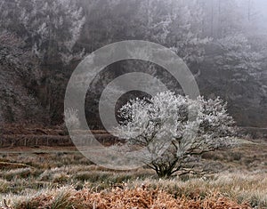 Hoare Frost on Trees