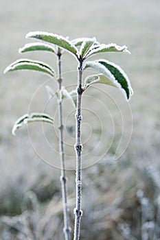 Hoarfrost