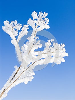 Hoarfrost