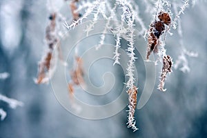 Hoarfrost.