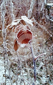 Hoarfrost