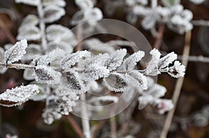 Hoarfrost