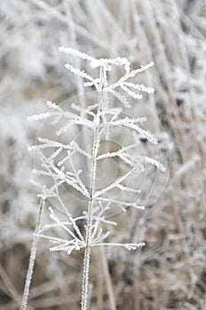 Hoarfrost