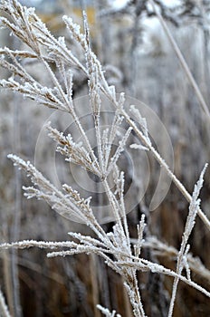 Hoarfrost