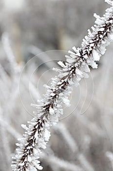 Hoarfrost