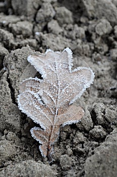 Hoarfrost