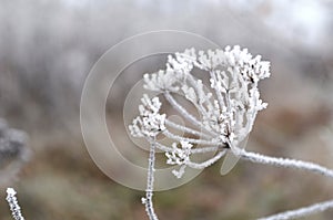 Hoarfrost