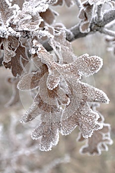 Hoarfrost