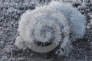 Hoarfrost