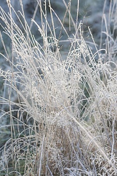 Hoarfrost