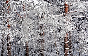 Hoarfrost