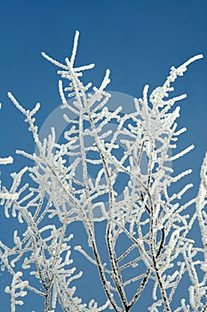 Hoarfrost