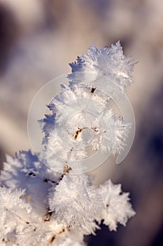 Hoarfrost