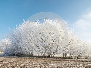 Hoarfrost