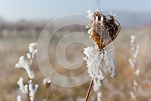 Hoarfrost