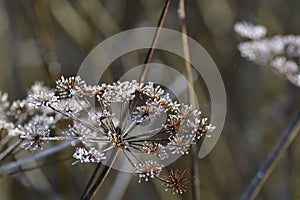 Hoarfrost