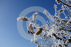 Hoarfrost on an apple tree