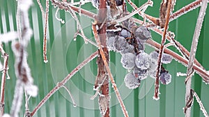 Hoarfrost on berries of grapes. Frozen branches of grapes against a background of white snow in winter. Grapes berries