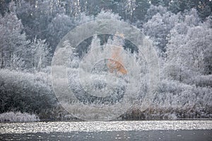 hoarfrost on birch forest and reeds above wintry lake in the netherlands