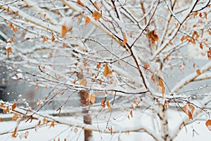 Hoarfrost on a birch leaf in November morning