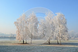 Hoarfrost on birch trees