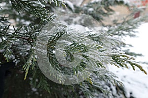 Hoarfrost on branch of Chamaecyparis lawsoniana in January