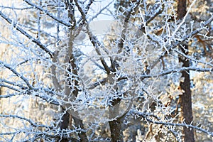 Hoarfrost on a branch in winter forest