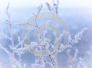 Hoarfrost on branches