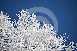 Hoarfrost on branches with a deep blue sky