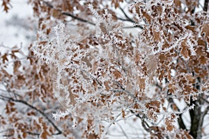 Hoarfrost on branches with dry brown leaves.