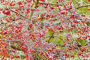 Hoarfrost on a bush of red berries