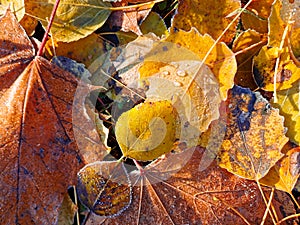 Hoarfrost on colorful fallen leaves in sunlight.