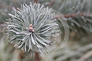 Hoarfrost on the coniferous twig